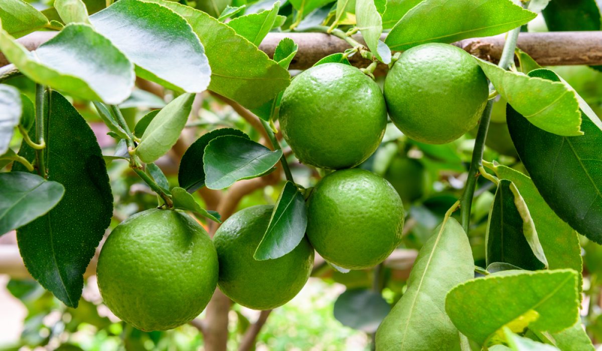 découvrez les usages et avantages de l'association et de la chaux dans divers domaines, pour améliorer vos projets et solutions de manière efficace et durable.